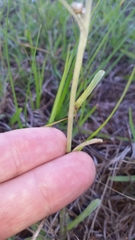 Gamochaeta chionesthes