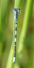 Coenagrion caerulescens