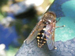 Tabanus bovinus