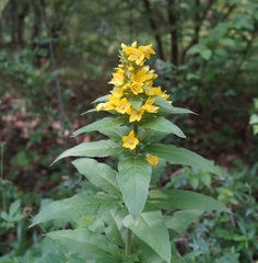 Lysimachia verticillaris