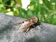 Tabanus bovinus