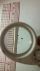 Gamochaeta chionesthes