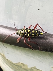 Placosternus difficilis