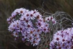 Diplostephium ericoides