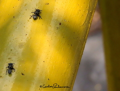 Cephalotes goniodontus