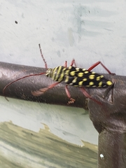 Placosternus difficilis