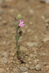 Silene subconica