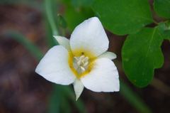 Calochortus apiculatus