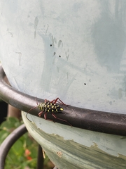 Placosternus difficilis