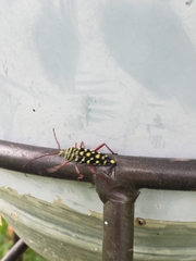 Placosternus difficilis