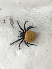Araneus sernai