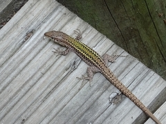 Podarcis guadarramae