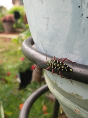 Placosternus difficilis