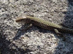 Podarcis guadarramae