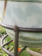 Placosternus difficilis