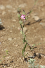 Silene subconica