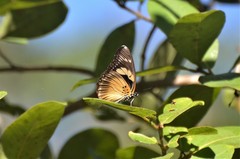 Pseudacraea lucretia expansa