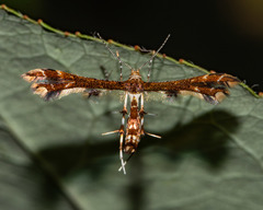 Geina tenuidactylus