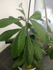 Petiveria alliacea