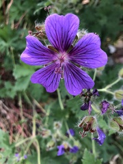 Geranium sylvaticum