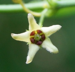 Vincetoxicum ucrainicum