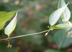 Vincetoxicum ucrainicum