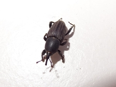 Sphenophorus striatopunctatus