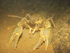 Austropotamobius torrentium