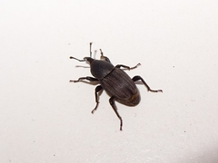 Sphenophorus striatopunctatus