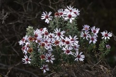 Diplostephium ericoides