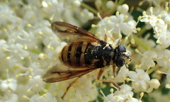 Temnostoma excentrica
