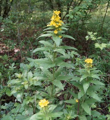 Lysimachia verticillaris
