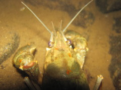 Austropotamobius torrentium