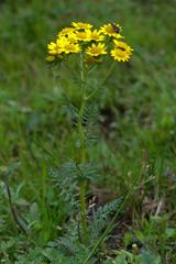 Senecio chrysanthemoides