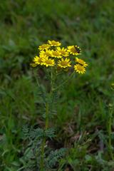 Senecio chrysanthemoides