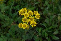 Senecio chrysanthemoides