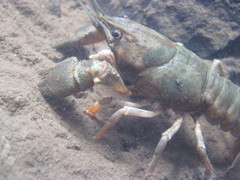 Austropotamobius torrentium