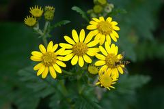 Senecio chrysanthemoides