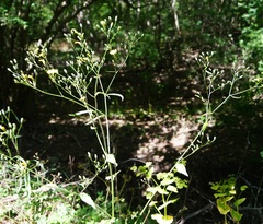 Lapsana communis intermedia