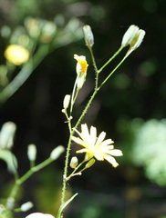 Lapsana communis intermedia