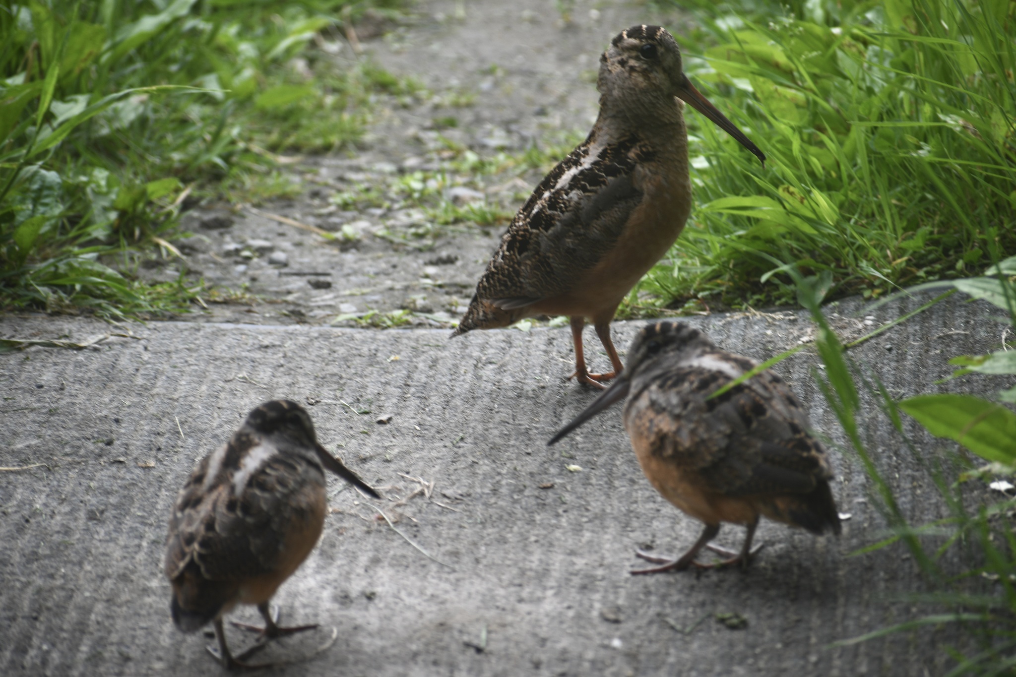 American Woodcock (Scolopax minor)
