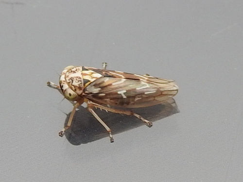 Liocratus moniliferae