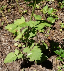 Lapsana communis intermedia
