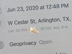 Idiocerus moniliferae