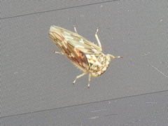 Idiocerus moniliferae