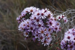 Diplostephium ericoides