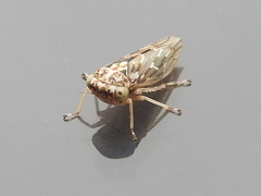Idiocerus moniliferae
