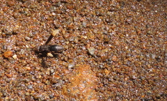 Parachartergus apicalis