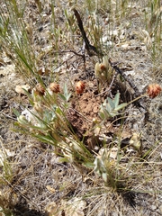 Trifolium eriocephalum