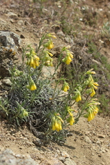 Onosma polyphylla